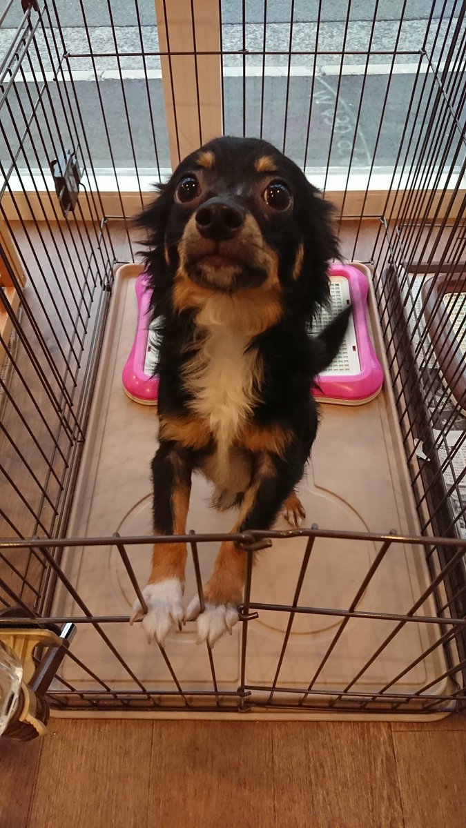 O Xrhsths 保護犬カフェ 堺店 Sto Twitter しゅん ロングコートチワワ 18 2 12生まれ マズルにcの字の脱毛 と脇に大きな脱毛が見られますがあまり気にしていないようで 今のところ広がっていく様子もなく経過観察中です 人懐っこく元気な子犬ちゃんですよ 里親募集 O Xrhsths 保護犬カフェ 堺店 Sto Twitter しゅん ロングコートチワワ 18 2 12生まれ マズルにcの字の脱毛 と脇に大きな脱毛が見られますがあまり気にしていないようで 今のところ広がっていく様子もなく経過観察中です 人懐っこく元気な子犬ちゃんですよ 里親募集