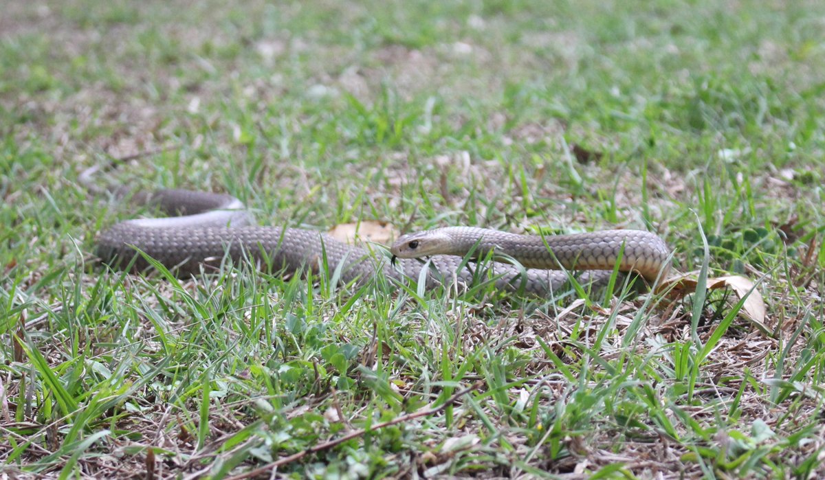 SnakeOutBris's tweet photo. #SpringLovin #DoubleSnake #BrownSnake #SnakeLurrve #BNE #QLD #WildOZ #snakes
After catching a dark coloured male in a duck pen we noticed this lighter female tucked under the same wood plank!! Great contrast in these two lovers, showing how different our "brown" snakes can be :) https://t.co/odtHDaabBh