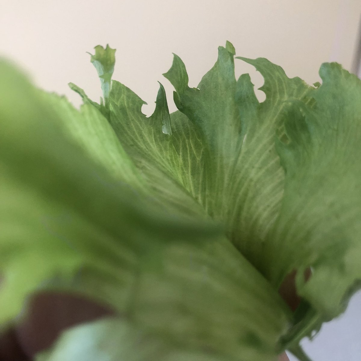 jetzelont's tweet photo. #urbanfarming in Japan, hele jaar topkwaliteit en 97% besparing op water. Interessante ontwikkeling voor #AGF #vericalfarming https://t.co/nAtAGUmtrI