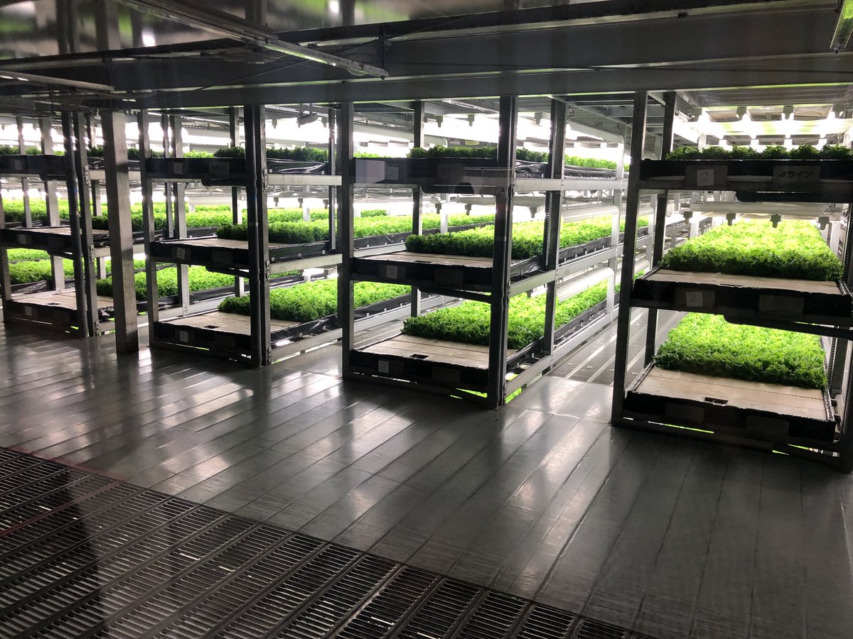 jetzelont's tweet photo. #urbanfarming in Japan, hele jaar topkwaliteit en 97% besparing op water. Interessante ontwikkeling voor #AGF #vericalfarming https://t.co/nAtAGUmtrI