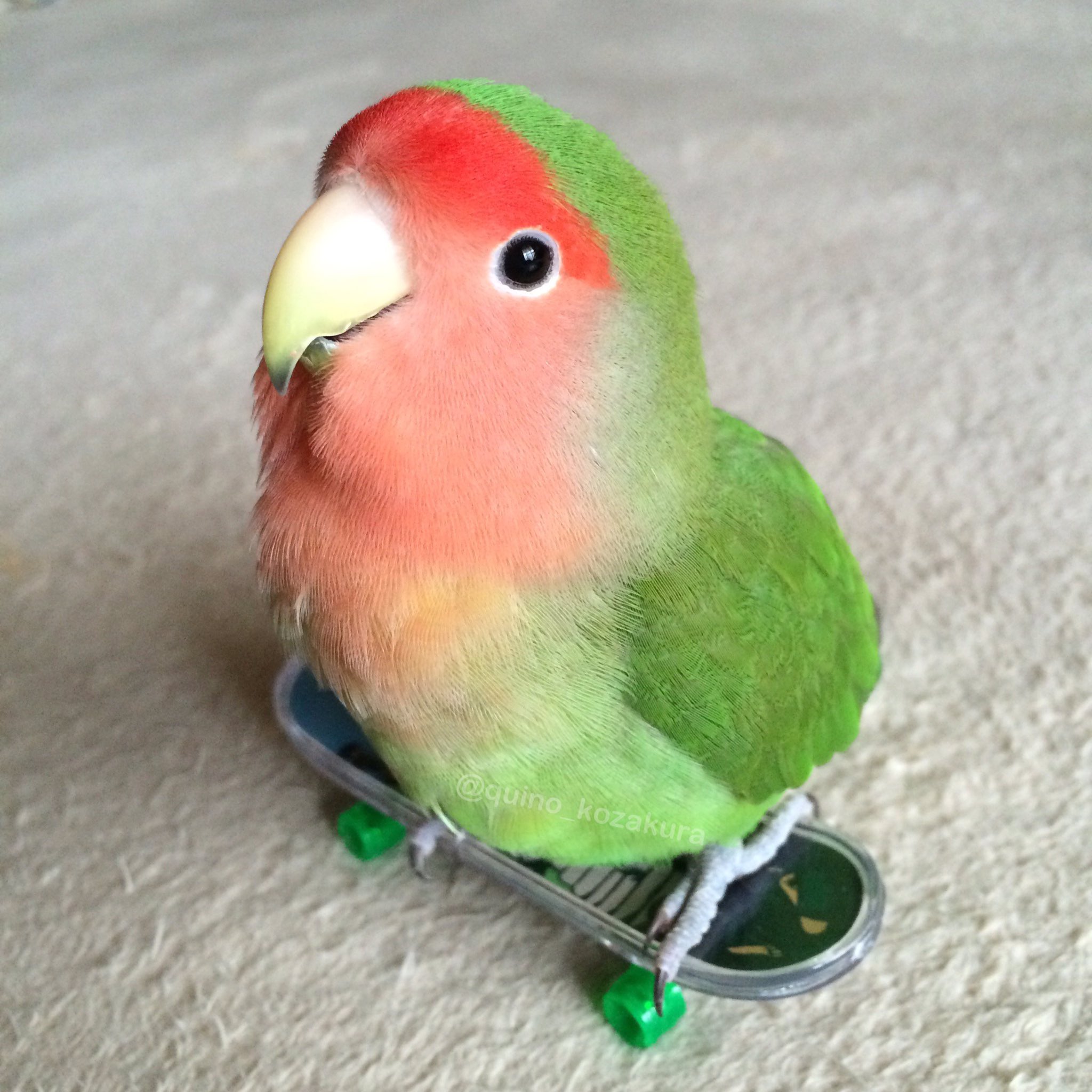 みり コザクラインコ スケボー講座 まずはカッコよくポーズを決めてみましょう みり コザクラインコ スケボー講座 まずはカッコよくポーズを決めてみましょう