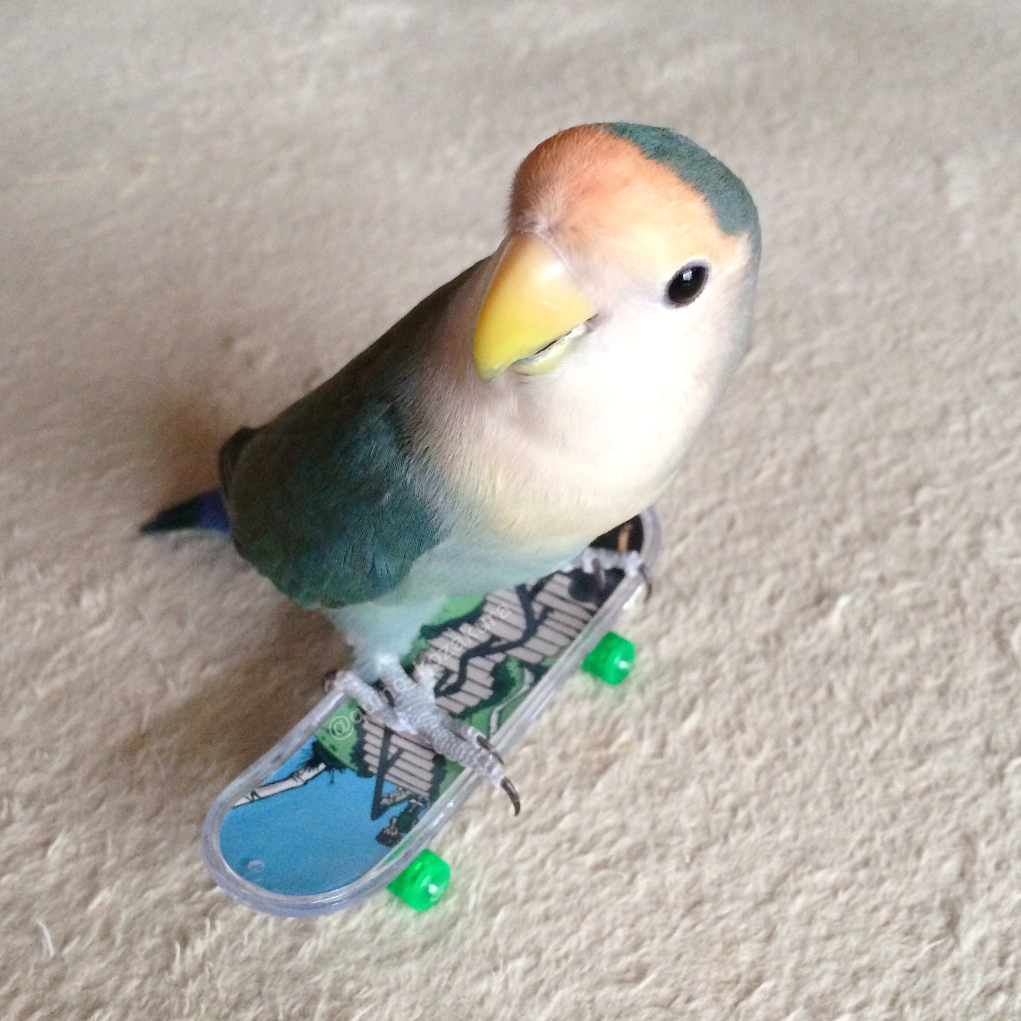 みり コザクラインコ スケボー講座 まずはカッコよくポーズを決めてみましょう みり コザクラインコ スケボー講座 まずはカッコよくポーズを決めてみましょう