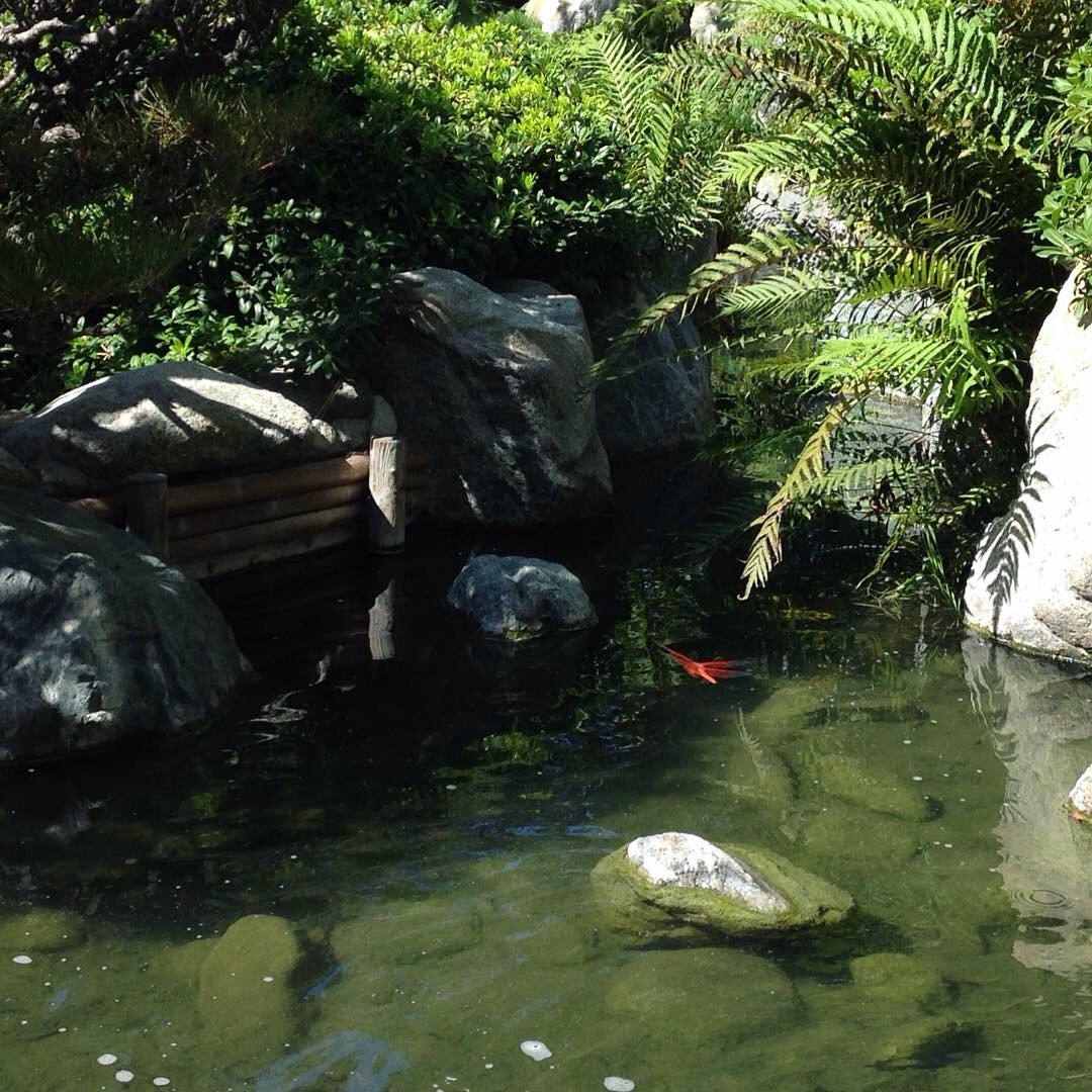 JordanWThatcher's tweet photo. A few more pics from my trip to #LittleTokyo. I went so I could explore temples but it became more about the nature. I really needed this, now back to work!
#artistoninstagram #photography #nature #feudaljapanchallenge #5minbreak https://t.co/59TlgkGC6j