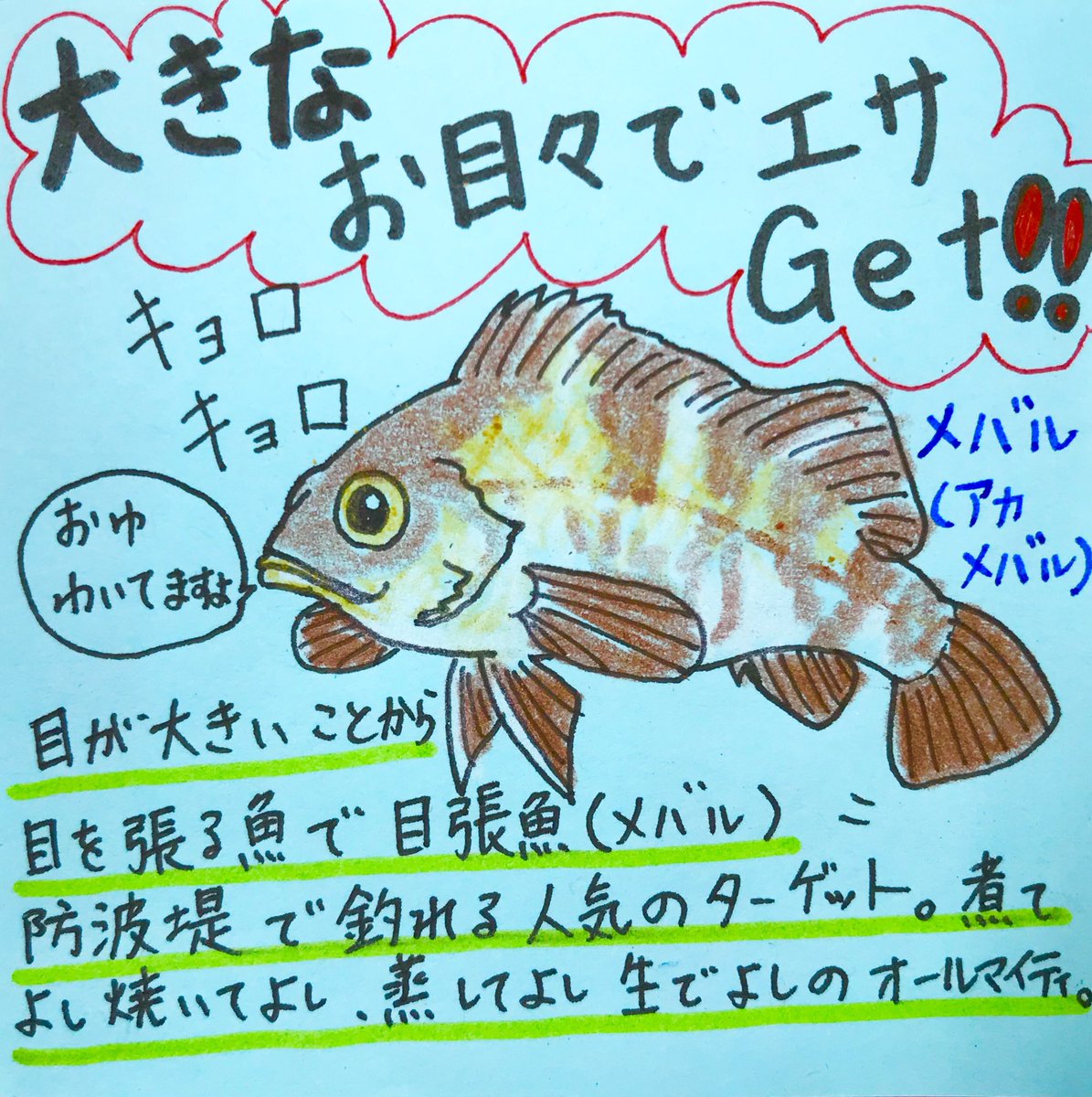 職員室の坂本さん おっきなお目々がメバルの名前の由来 釣りで人気の対象魚だが 餌を観察してから食いつくため 途中で偽物と見破られることも 1匹釣れれば同じところで数匹釣れます 沢山釣れたので 刺身と鍋に O 煮ても焼いても生でも美味