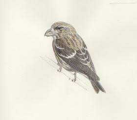 birdingstandard's tweet photo. On this date, we celebrate Two-Barred Crossbill day. Wonderfully illustrated by @robertvaughani1 . Found in Baltimore, co. Cork, this was the first in Ireland in decades & and the only multiple observer bird there's been in living memory. Oh yes. Oh yum yum. ๐๐ #begrudgery https://t.co/X0VtLdjUGt