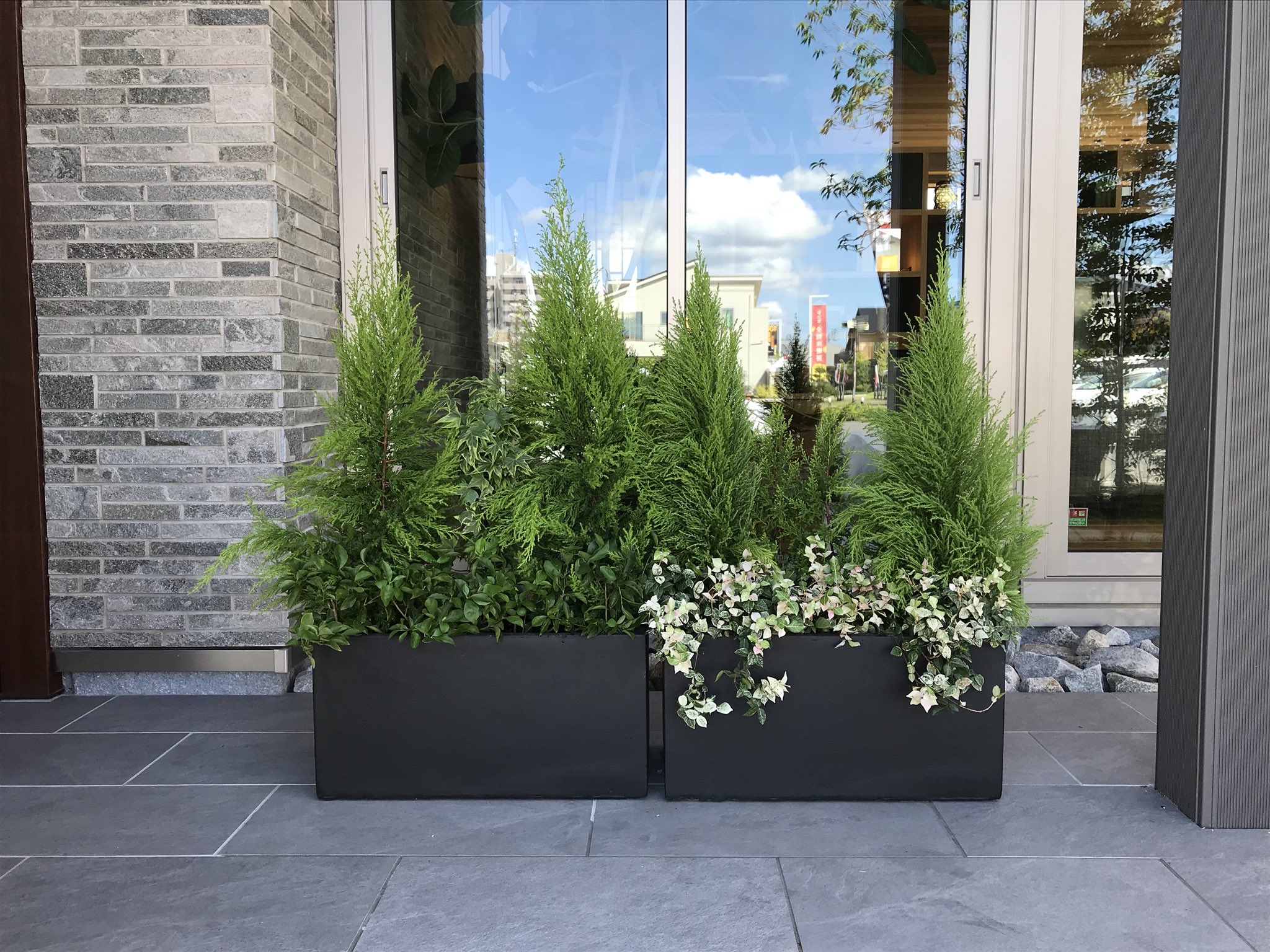 ﾌﾗﾜｰｶﾞｰﾃﾞﾝ花工房 本日の幸せ配達 今日のお花は寄せ植え 大きめの鉢にグリーンをメインに植え込みました お花が咲きはじめるのが楽しみです H30 9 29 寄せ植え クレスト アイビー ハツユキカズラ においばんまつり 幸せ配達 花工房 坂出花屋