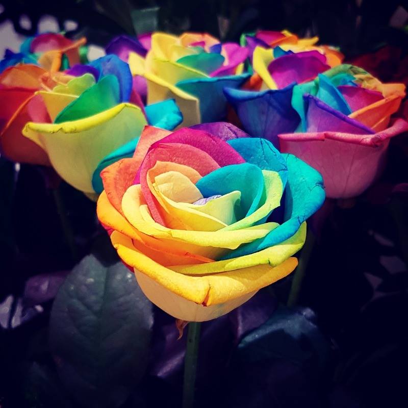 New shipment of 🌈💐Rainbow Roses 🌈🏵 will be arrived to Melbourne tomorrow. 😁 let her be the lucky one to receive stunning flower bouquet 🌹
#rainbowroses #rainbowrosesmelbourne #melbourneflorist #melbourneflowers #flowerdelivery