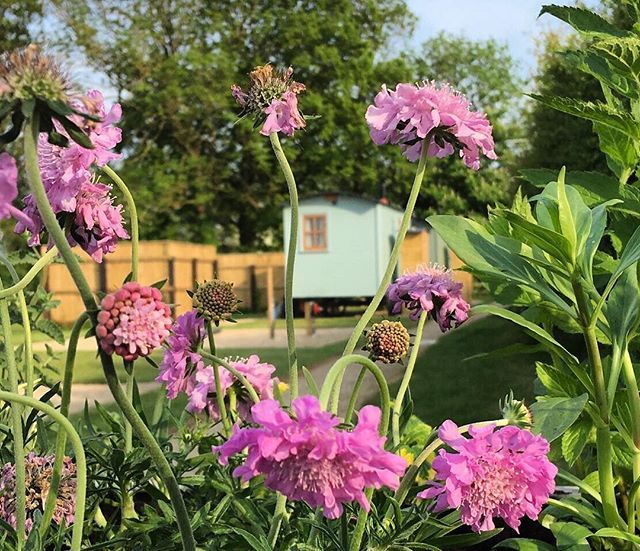 morndyke's tweet photo. Lovely flowers 🌺 https://t.co/2YKebMDxDj