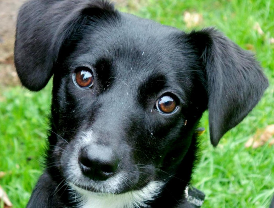 DogsTrust's tweet photo. Lulu from @DT_Merseyside is a sweet little lady looking for somewhere to call her own. She loves toys and treats and enjoys the quiet life!

Lulu has lots of potential and will be a wonderful dog in the right home. Find out more about this special girl 👉 https://t.co/225JJ7aEIL https://t.co/rcvjXgBX7f