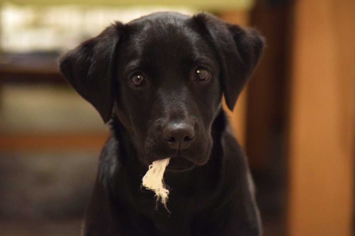 StatementPhoto1's tweet photo. Moi? Prove it! Noooooo, not me! 😇 #labradorretriever #pupster #sorrynotsorry https://t.co/hagSEpZZGw