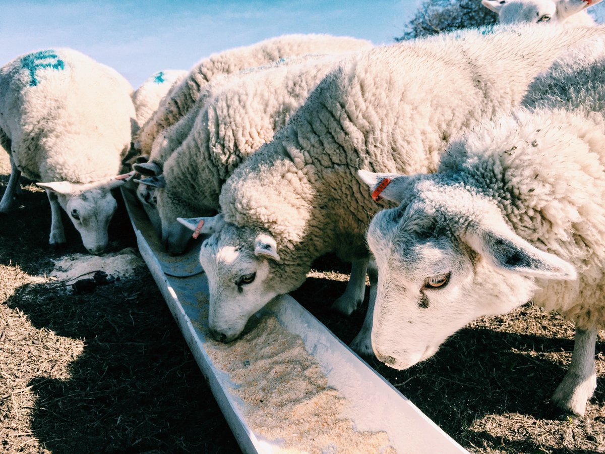 ecowool_nz's tweet photo. At #Ecowool, our all-embracing aim is to offer the premium range of quality New Zealand products made using natural and renewable materials. Products that are kind to the body and to the environment, creating harmony between us and the planet we all call home. https://t.co/9WiRn2qjWm