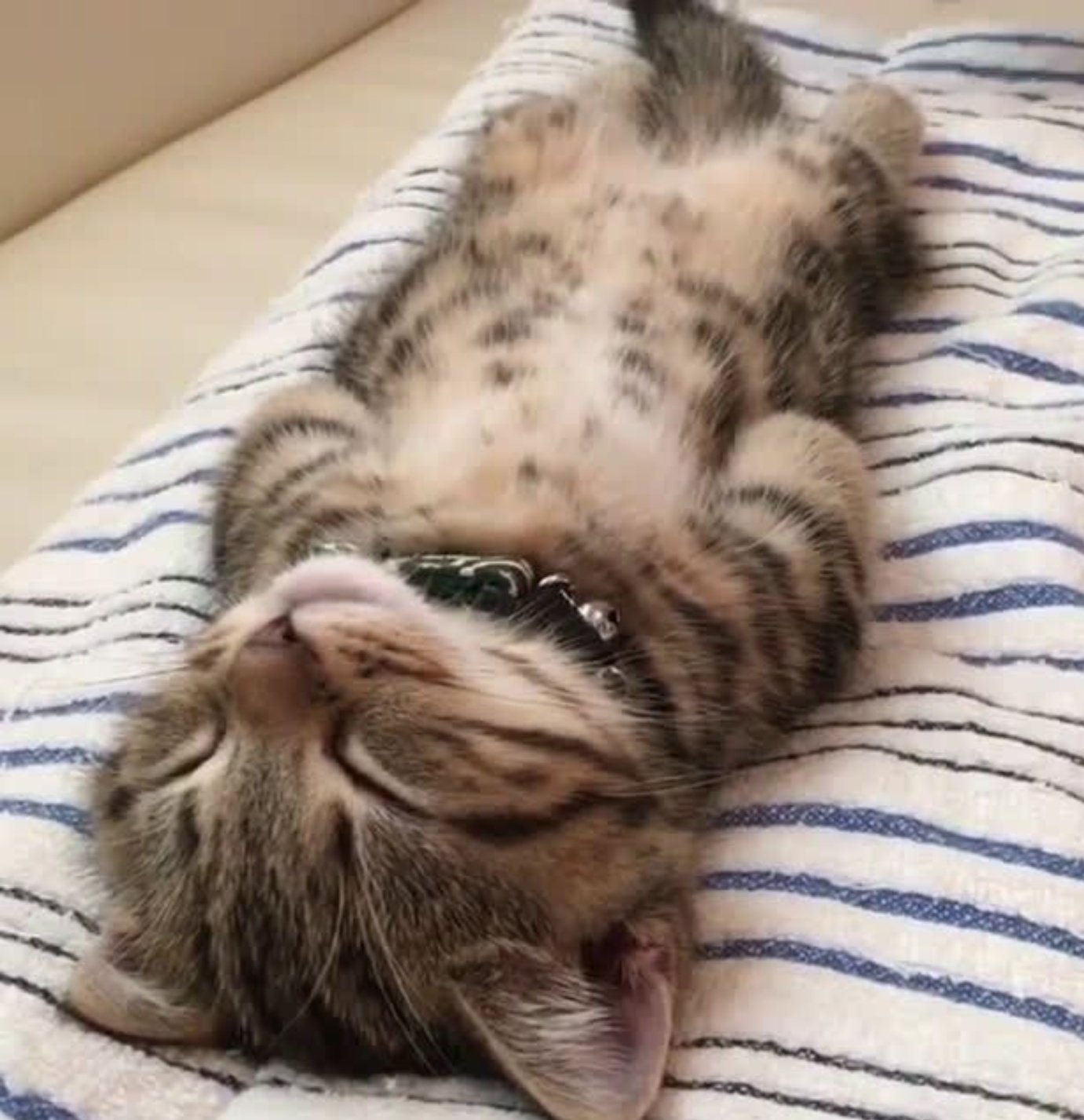 Спящий кот