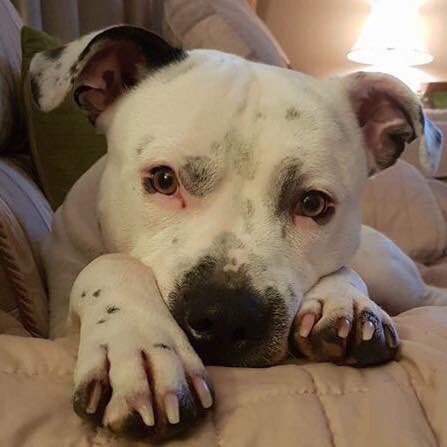 KarenFi51820768's tweet photo. On #FindKemoFriday
I am still missing. I am no longer sharing my mummyβs bed. She is missing me too. Wouldnβt it be lovely if you could find me today and #Getmehome πΎππ ππ€#RT #Twitter #Stolen #CancerSupportDog #Kemo @Find_Kemo https://t.co/kvV2o5Ayc5