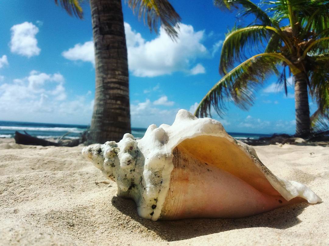 Vous entendez le bruit des 🌊 ...? 🐚
📸instagram.com/elenacongiu