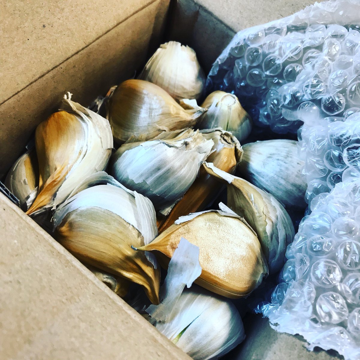 DansPlot's tweet image. When a kilo of Elephant Garlic arrives in the office and you stink it out 😂🤦🏻‍♂️ oops! #elephantgarlic #garlic #growyourown