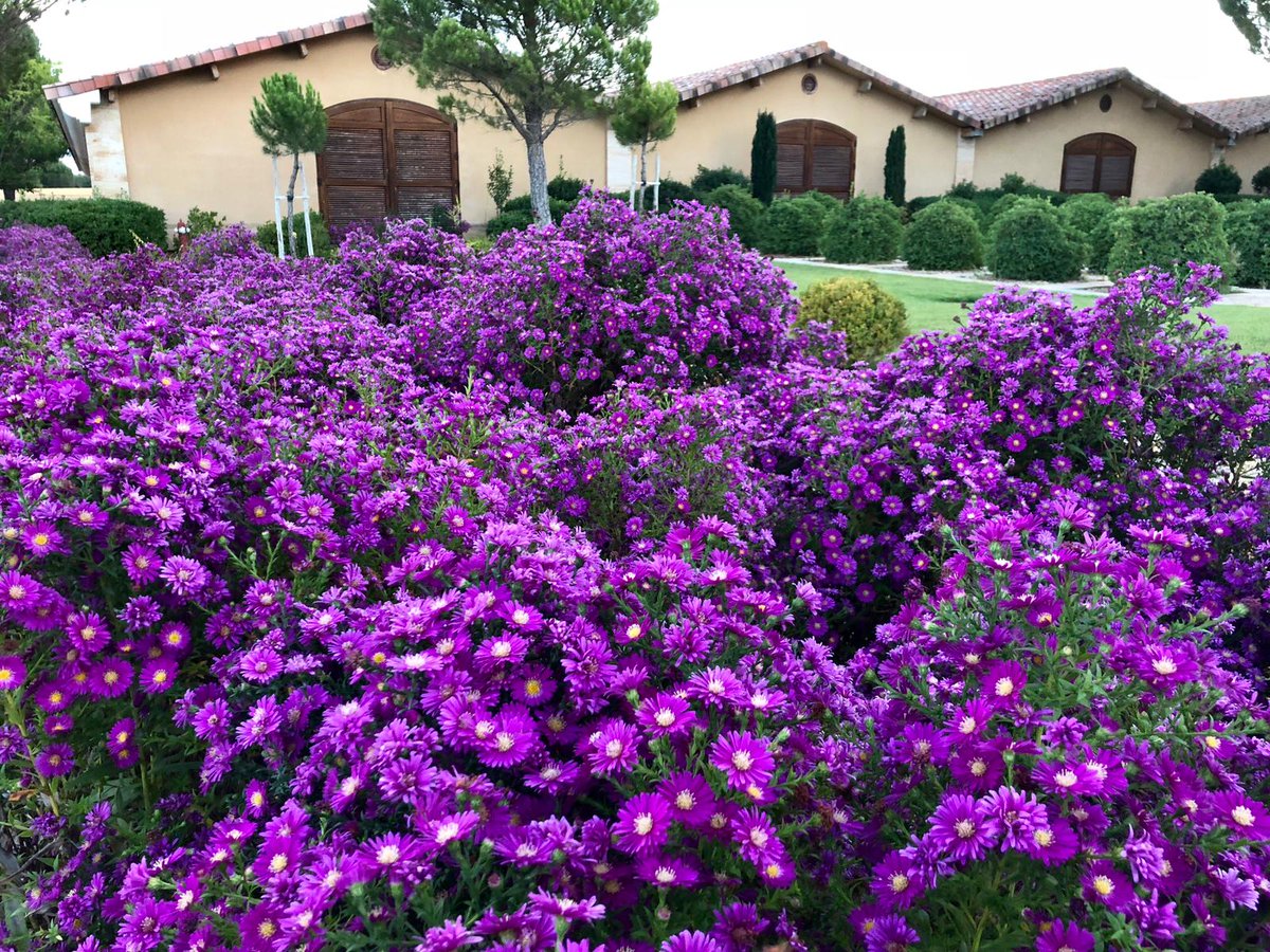 LaRiojaAltaSA's tweet photo. ¿Sabéis por qué nuestra bodega de @DORibera @RutaVinoRibera se llama Áster?
Por esta preciosa 'flor de vendimia' que luce así en nuestro jardín...
¡Qué maravilla! https://t.co/QPCdApARt6