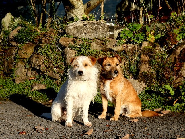Here are a few photos from around the farm. They were taken earlier on this crisp, sunny morning. 

Ahhhh, that Autumn air.