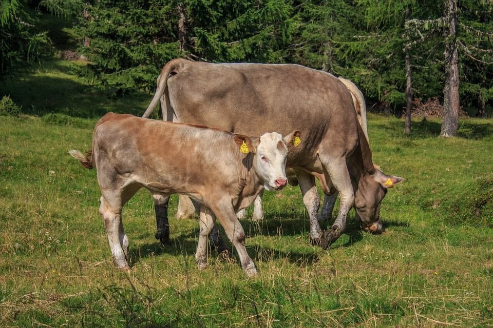 carnerossainfo's tweet photo. La #tutela del benessere degli animali al macello ha come finalità quella di ridurre al minimo dolore, angoscia o sofferenza degli animali.  
Leggi il parere del nostro esperto #COSNALA Dott. Agostino Macrì 👉 https://t.co/YFVrllIbq4 https://t.co/u5YzUxVr5w