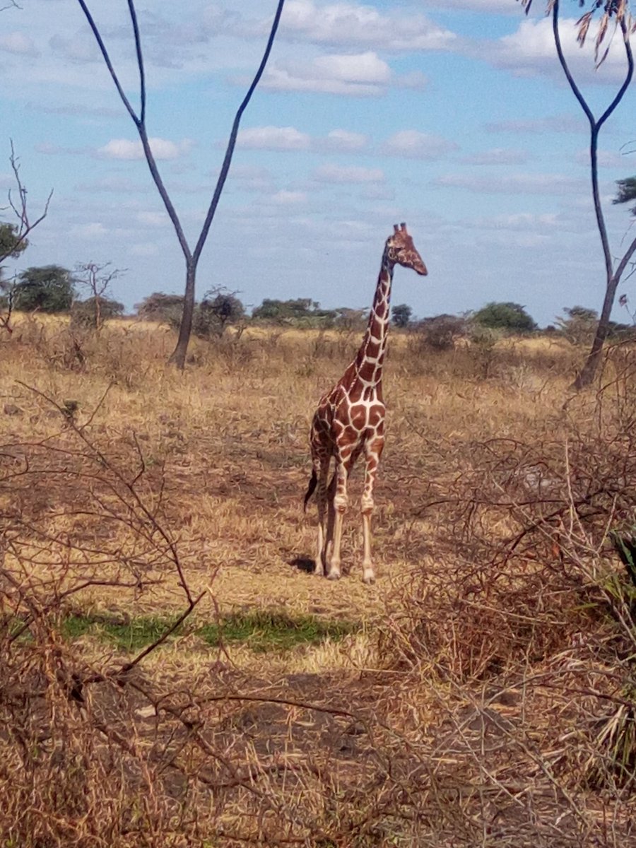 MungaiBernard2's tweet photo. Beautiful giraffe @kwskenya #incrediblemeru https://t.co/lIxtACKkMy