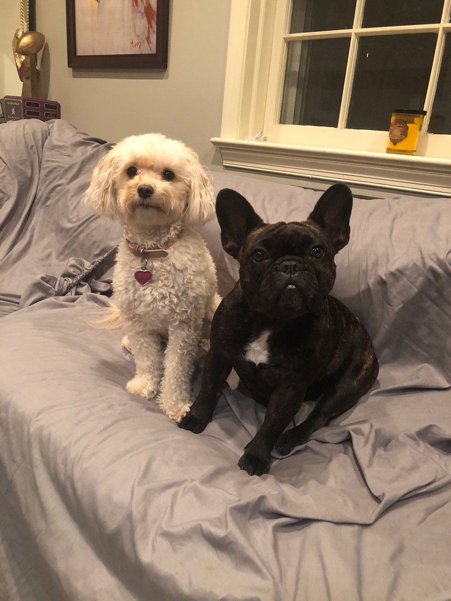 CHSommers's tweet photo. Traveling again and had to leave Izzy behind in DC. She (on left) stayed at the home of her best friend Antoinette. They spent the day sitting on the couch watching the hearings. https://t.co/Vl8Aqctl4P