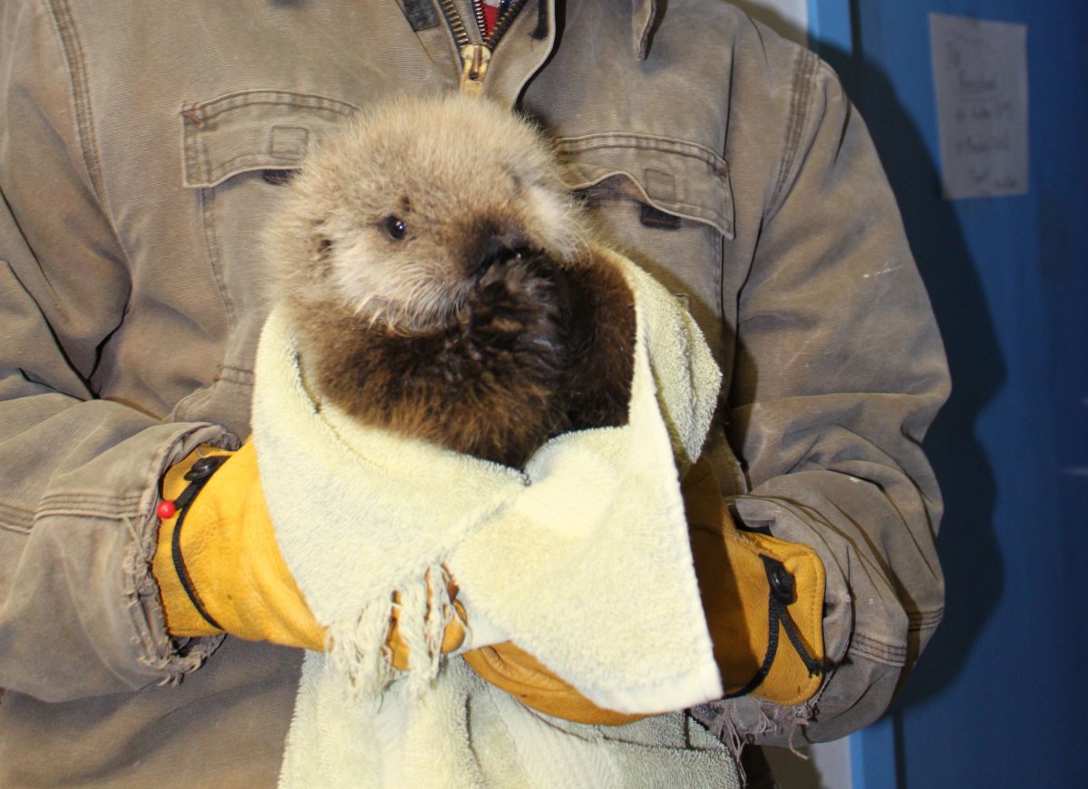 biologist holds sea otter pup in yellow blanket