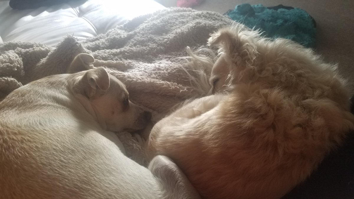 dipids's tweet photo. My 2 baby girls! #prettyprincesses. just don't u dare move KiKi if she is sleeping! #biteyourfaceoff https://t.co/bJszgQMmPz