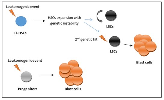 StemTransplant's tweet photo. New combination treatment targets pre-leukemia stem cells.
For more information visit: https://t.co/OYsM95TyRi https://t.co/tVvwuHZkqg