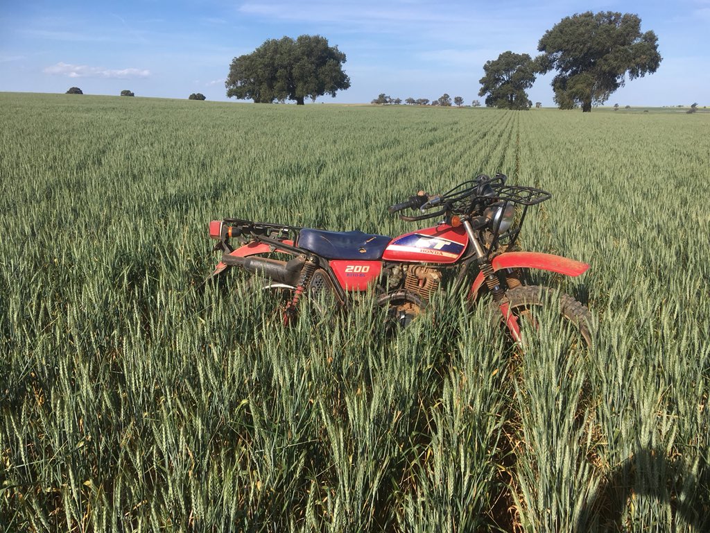 neilschirmer's tweet photo. #Beckom pacing itself nicely in a tough year. https://t.co/nH7uHW3ua6