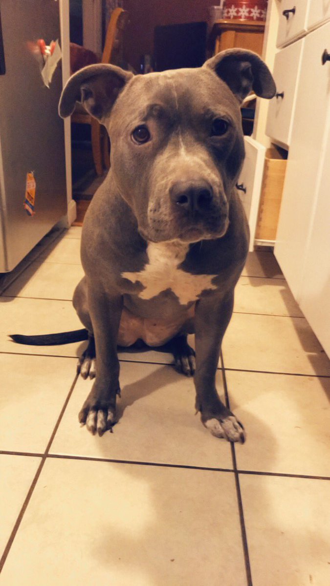 Nicole_Scimeca's tweet photo. Name a better transformation I’ll wait 👌🐶 2 months and almost 20 lbs gained ! this little girl is living her best life and making our lives a whole lot better ♥️ we love you so much pup😘 https://t.co/fKtpUEODXN