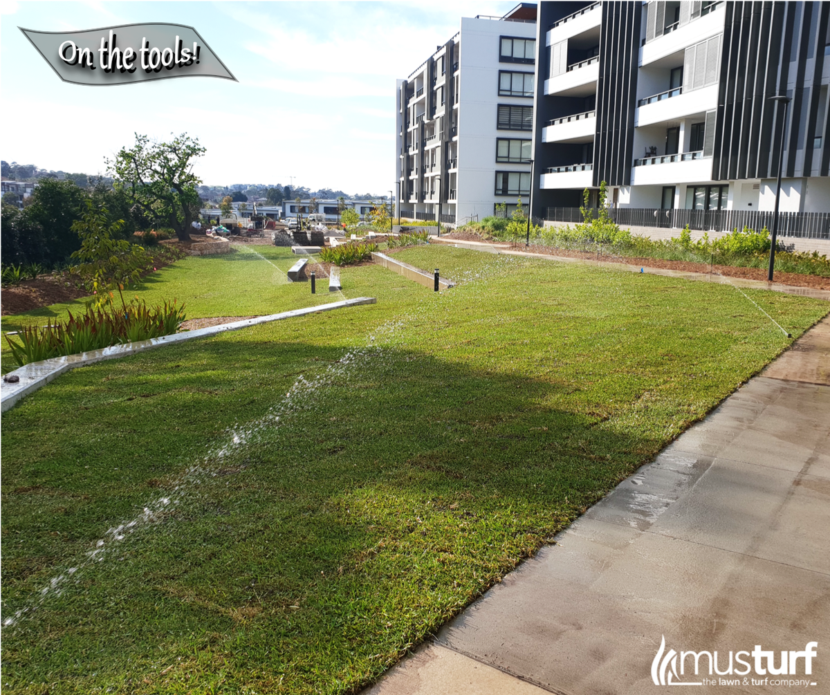 musturf's tweet photo. Check out our beautiful #SirWalterDNACertifiedBuffalo #turf - freshly laid in #Putney. 🤗 https://t.co/Txuo76Ze4u