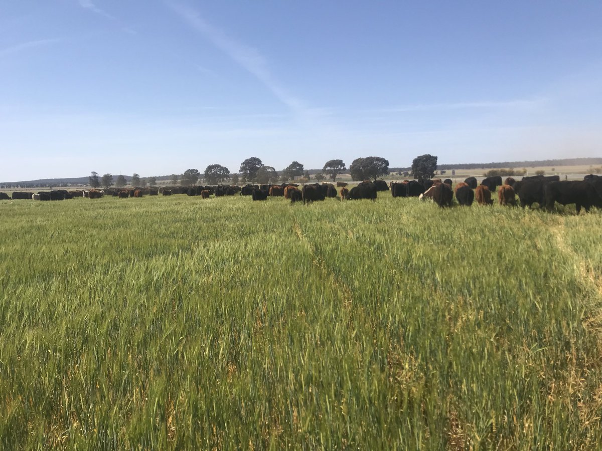 keithwalton64's tweet photo. #Locallandservices we haven’t got much crop this year but having a drovers cattle breaking down the fences to get something to eat doesn’t do much for the local farmers mental health https://t.co/Q5ExhmQgQP