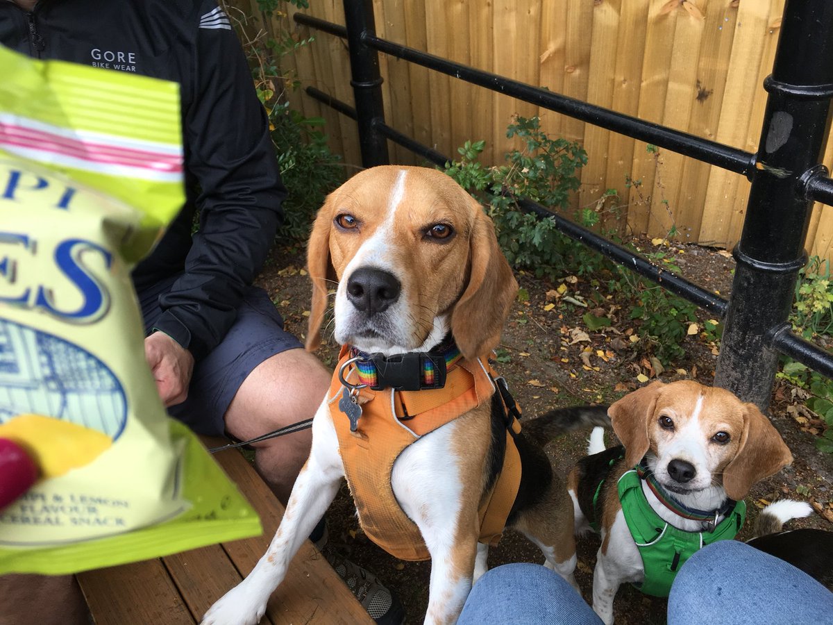 One of the misconceptions about canine #leishmaniasis is that you need a special food. 
You don’t! Just low purine food, like a diet for people with Gout. 
No red meats, not green veg. 
And keep my food wet as my kidneys  can be compromised 💕 &amp; I’m happy