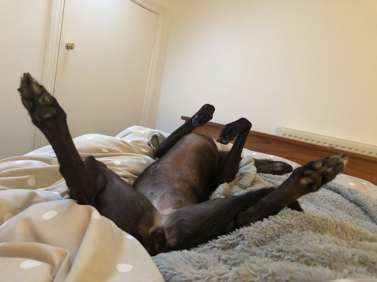 Spindle_Hound's tweet photo. This was the view my humum woke up to... https://t.co/o4TvwAKN2i