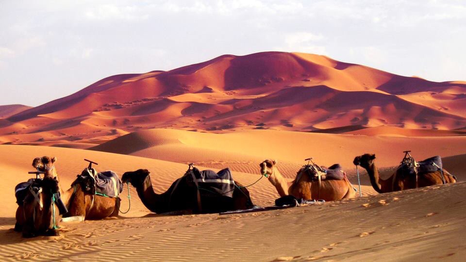 MarruecosTotal's tweet photo. Viajes a medida!
No somos los únicos pero somos los mejores!
Bienvenidos a todos!
https://t.co/Qbk9HZYapG https://t.co/ujQsgGWc11