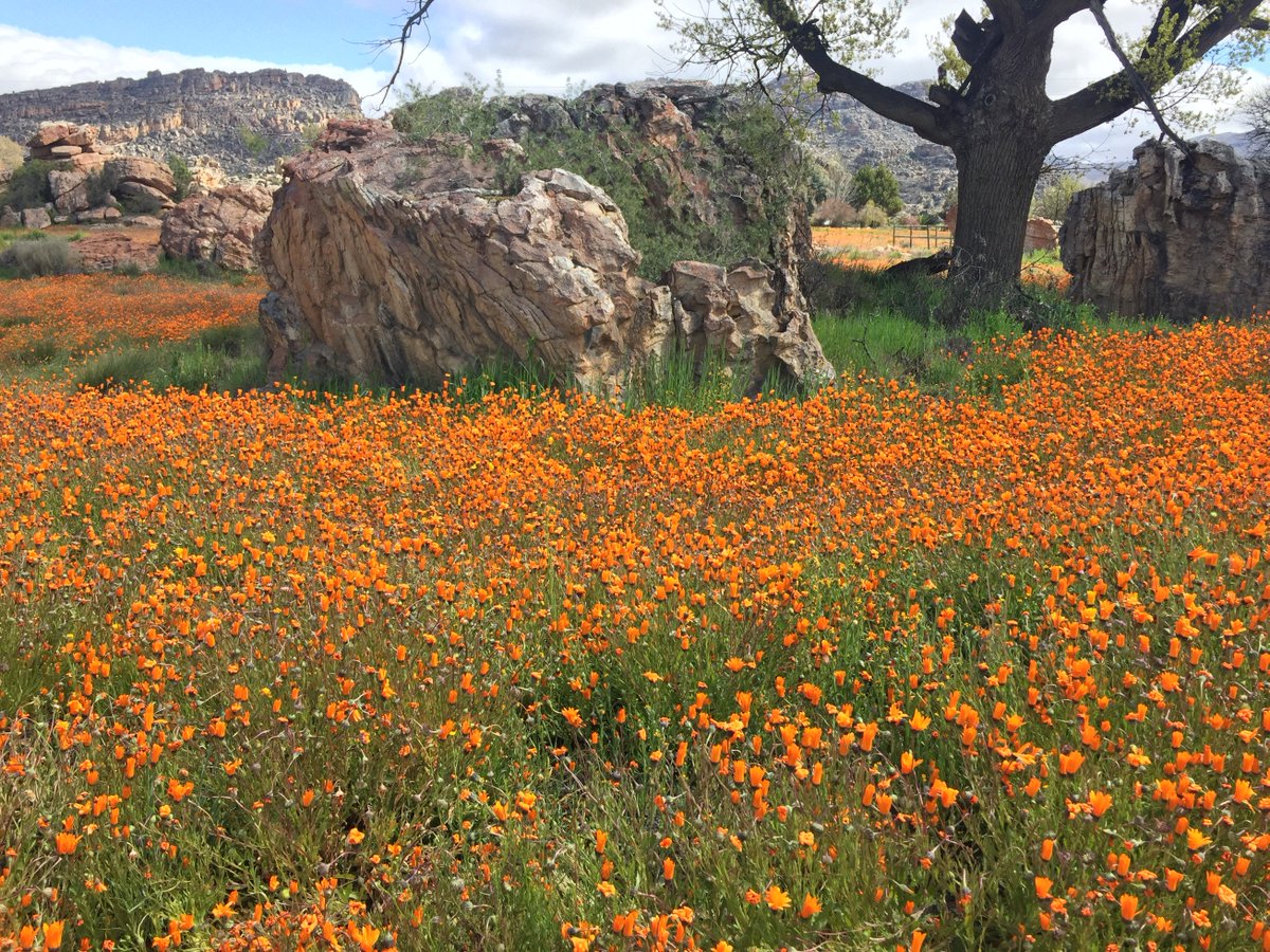 RocktheRoute's tweet photo. The @SAyouthtravel (SAYTC) conference 2018 was INCREDIBLE. Great connections were made in the Cederberg mountains with our favourite industry people #SAyouthtravel #SAYTC #loveoftravel #rocktheroute #exploration #adventure #SouthAfrica #Cederberg https://t.co/XjR0CQ7N03