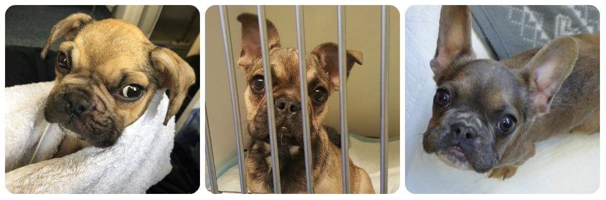 Friends of the Dogs tweet media