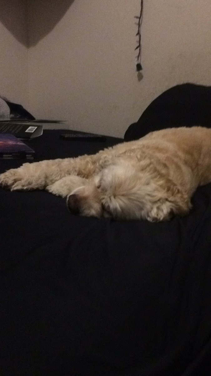 Leo 🦁 tweet media