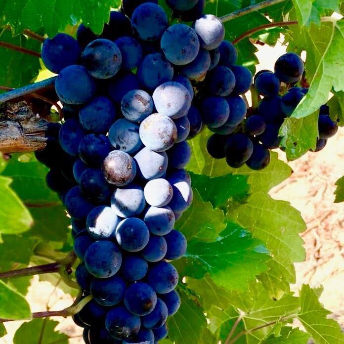 GrazeonGrand's tweet photo. #grazegrapes #winetasting 
Thurs 18th Oct 6.30pm for 7pm start. 
8 #wines + #food £30pp. #HarvestTime Paul from @EnotriaCoe is hosting &amp; talking through the selection for this bounteous season.
#reservationessential 01424439736 / https://t.co/6DFTiu4ptU #stleonards #hastings https://t.co/hBfWYTby1M