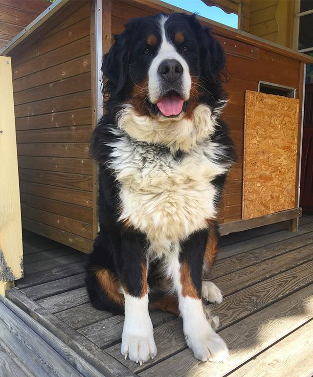 narabernese's tweet photo. It’s #friday! Let’s get into weekend #pose / treat pose!
#happyfriday fluffy friends 🐶
#itsfriday #finallyfriday #fridaypose #bernersennenhund #bernesemountaindoglovers #bmd #bernerlovers #bernese #berneselove #boopmynose #berner #bernesemountaindog… https://t.co/wxyTO0ObOq https://t.co/XLOcPIVIKg