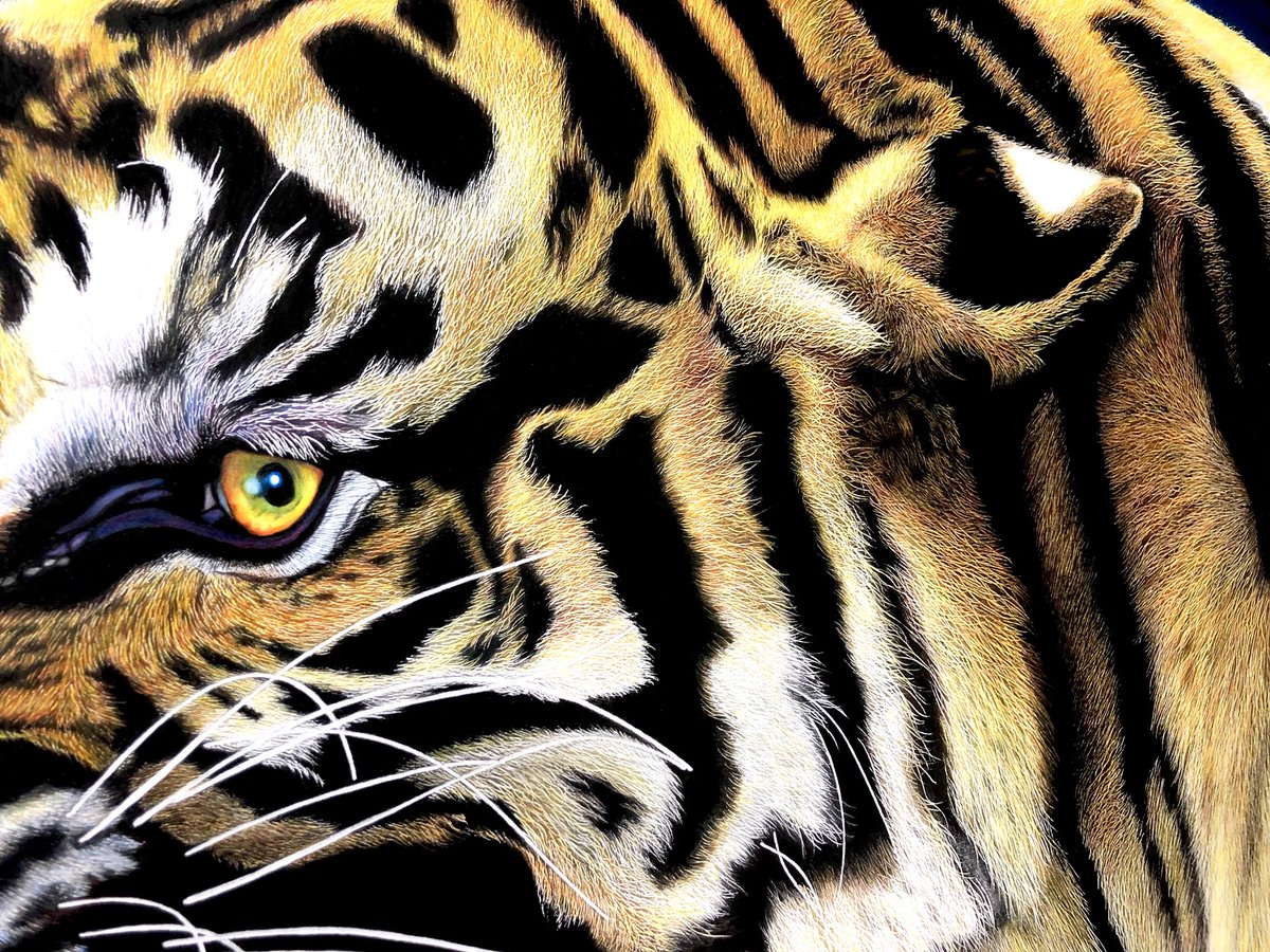 たまには現在進行形の絵を✍️A1サイズの虎、色鉛筆画を制作中です🐯85