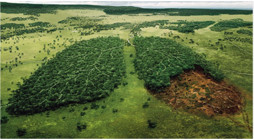 RubagumyaDonnah's tweet photo. Norway Becomes World’s First Country to Ban Deforestation #RIPMUTWARE @visitrwanda_now @GreenFundRw https://t.co/f7sjqSysNr