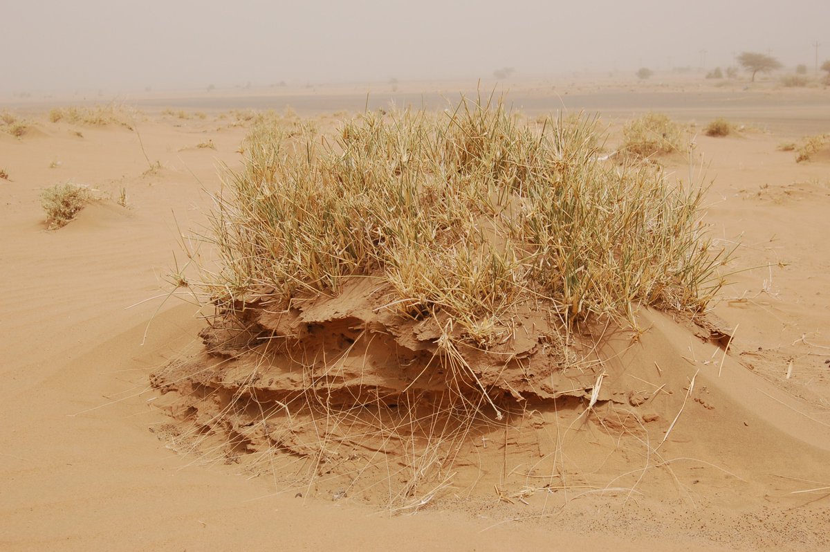 Засуха картинки для детей. Проблема опустынивания земель. Наступление пустыни. Опустынивание и деградация почвы. Аридное опустынивание.