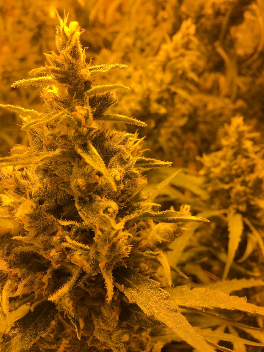 cbdathca's tweet photo. #btcthcusa #weed #thc #cryptoweed #extacts #shatter #co2 #oil #rso #rsooil #wax #vape #vapeweed #vapethc #liverosin #buythc #thcoil #thcoilcartridge #distillate #purethc #clearthc #clearthcdistillate #vapecartridge  #buyvapecarts #marijuana  #cannabis https://t.co/rdwx5DblT0