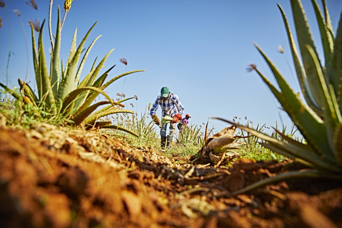 Did you know our Aloe plantations are based in the Dominican Republic, and Mission, Texas! Which is where our entire manufacturing operation begins! Has anyone ever visited these destinations before?