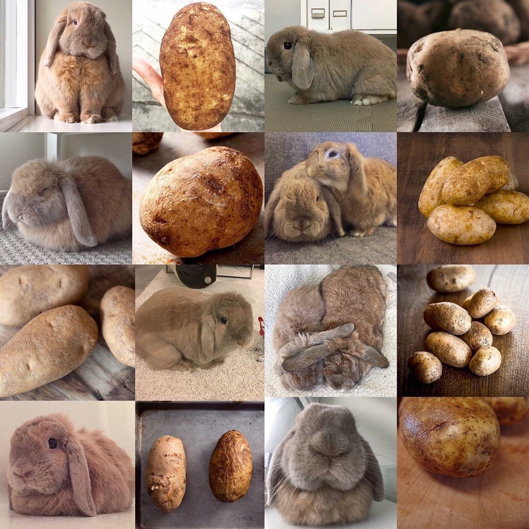 Potato or Bunny?