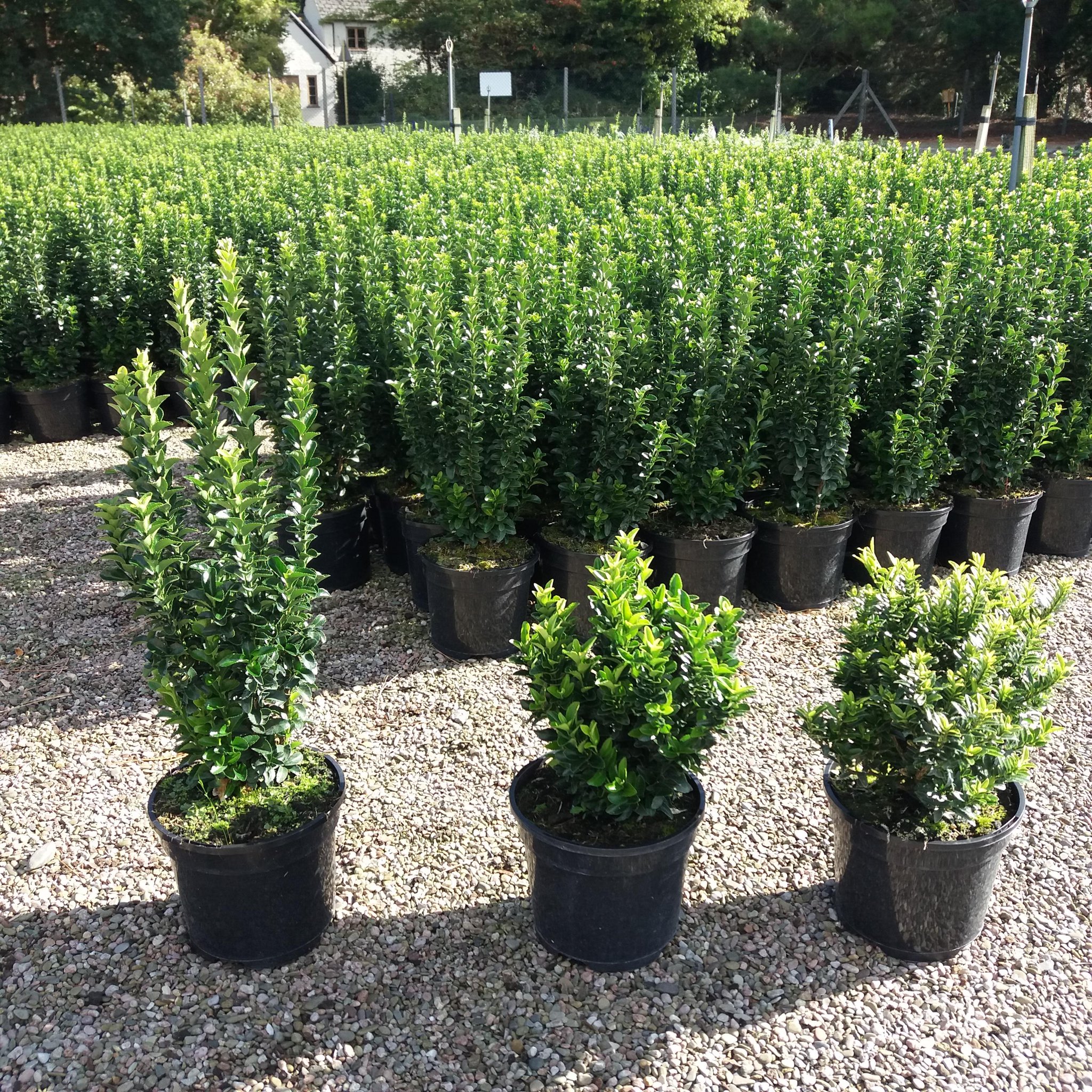 Euonymus online green rocket