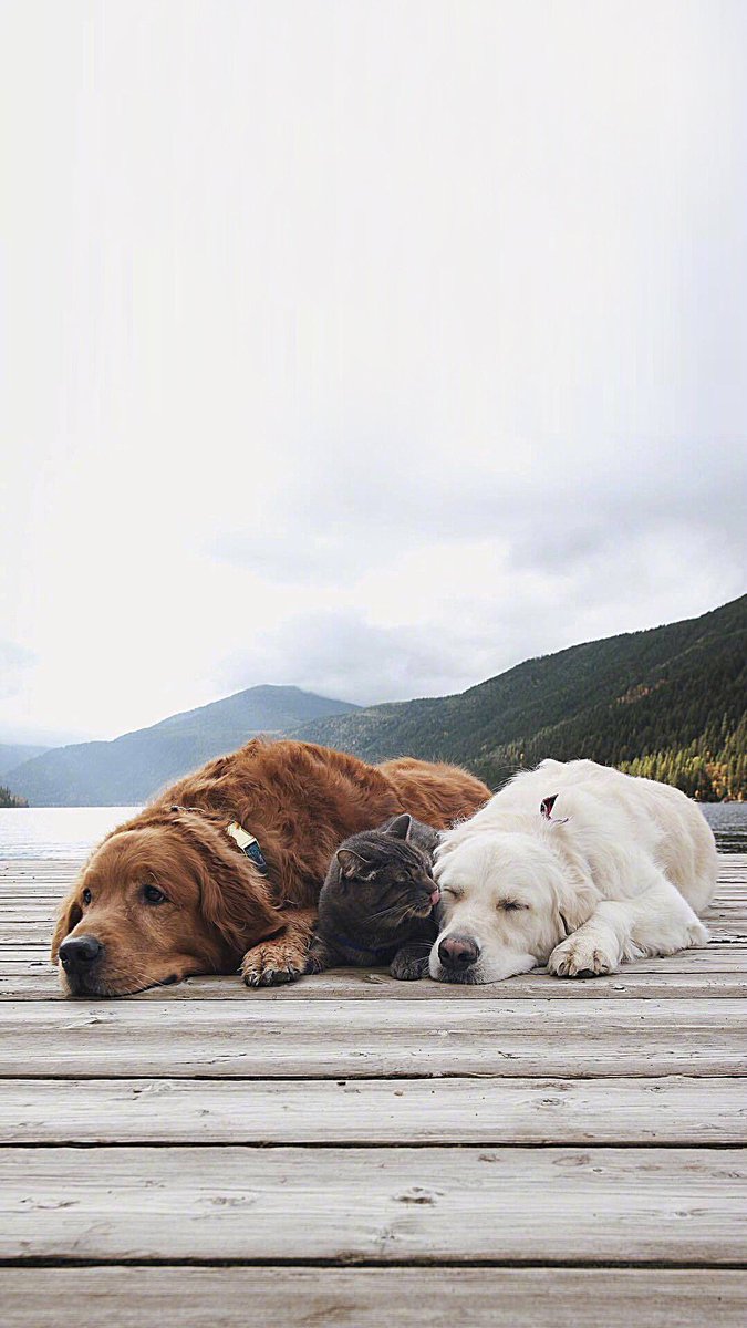 Have a happy weekend with you
🐶🐈🐶

❤️❤️❤️

Please have a relaxing weekend
😍😘