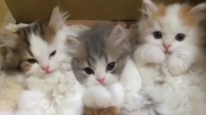 Cat Food Breath tweet media