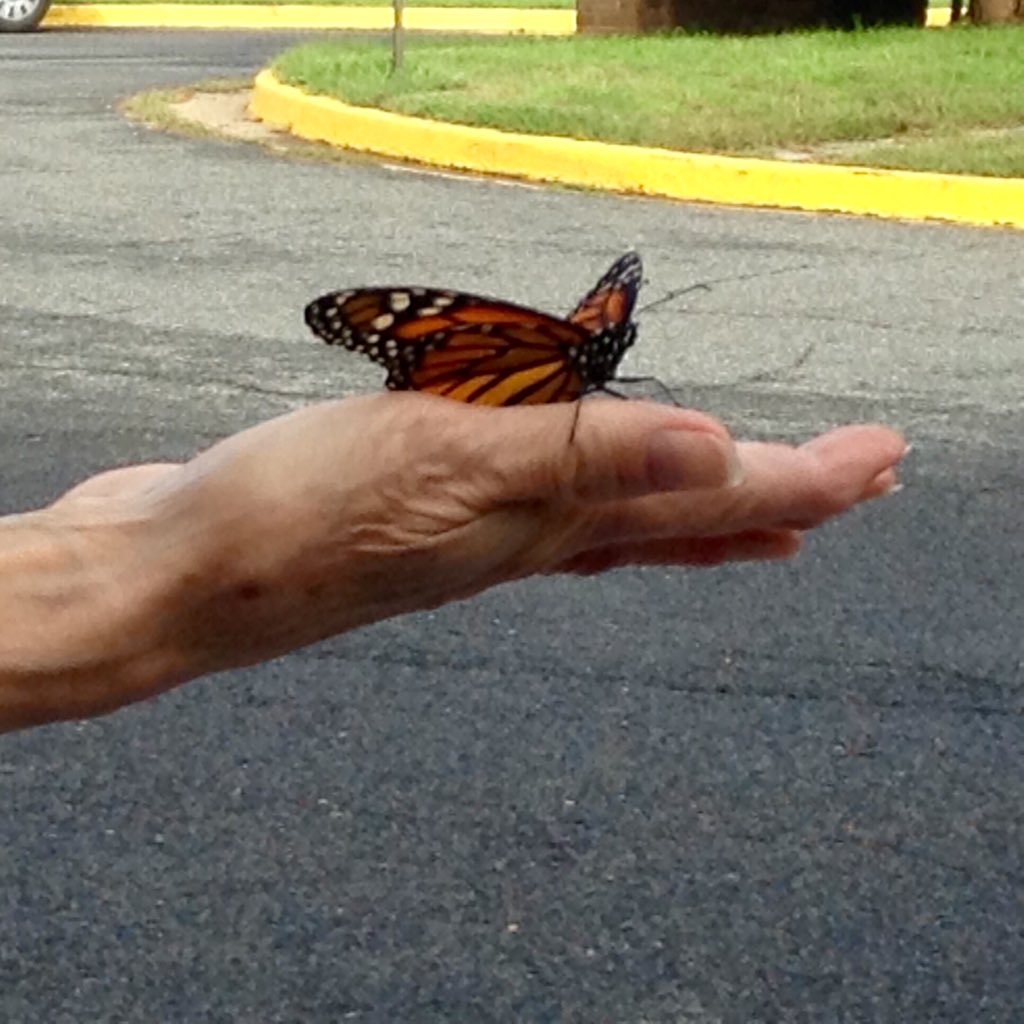 ACCSustainGo's tweet image. The Career Center classes released 4 female monarchs today...on their way to Mexico! @a#margaretchungcc #APSGreen micah_pep