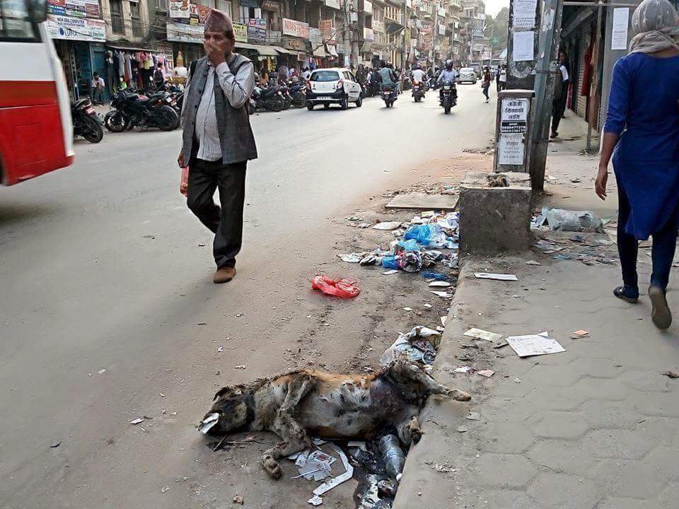 devkotasthir's tweet image. बिद्यासुन्दरको स्मार्टसिटिमा यस्तो छ